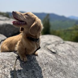 Bernedoodle and Dachshund Puppies from Heavenly Heritage Dachshunds and Doods