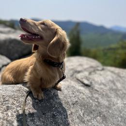 Bernedoodle and Dachshund Puppies from Heavenly Heritage Dachshunds and Doods