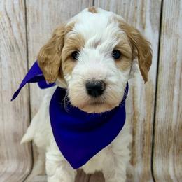 Purple Male - Parti male Goldendoodle puppy in Great Falls, Montana from Montana Goldendoodles
