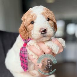 Paddy - Parti male Goldendoodle puppy in Marion, Ohio from Doodles & Doxies