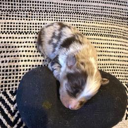 Cowboy Boy 2 - Red merle male Australian Shepherd puppy in Churchill County Fallon, Nevada from Card Family Ranch
