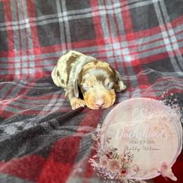 Dachshund Puppies from CSW Dachshunds
