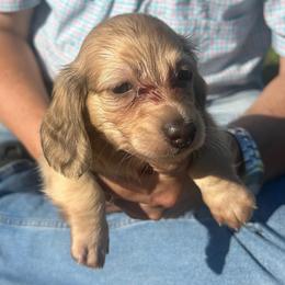 Duke-1 - Cream male Dachshund puppy in Nashville, Georgia from Riverside Dachshund
