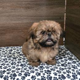 Min Boy - Sable male Shih Tzu puppy in Meadows Of Dan, Virginia from Walt’s Shih Tzus