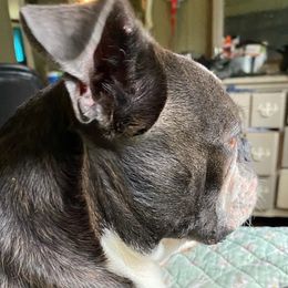 Winston - Boston Terrier