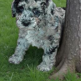 Australian Labradoodle Puppies from Golden Xpress Labradoodles