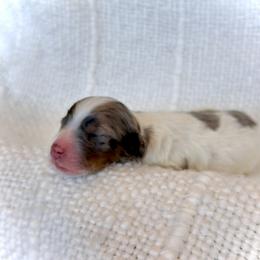 Boy 3 - Merle male Bernedoodle puppy in Salt Lake County, Utah from Coco Avenue Pups