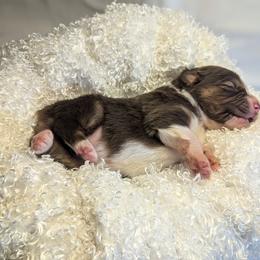 Australian Shepherd Puppies from Firelight Australian Shepherds