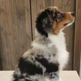 Australian Shepherds from Nimblewill Australian Shepherds