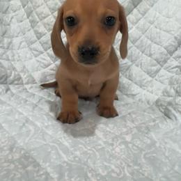 Boy 2 - Red male Dachshund puppy in Galax, Virginia from Dells  Dachshund’s