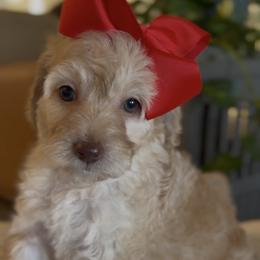 Lemmon - Apricot female Goldendoodle puppy in Queen Creek, Arizona from Sunny Doodles