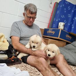 English Setter, Golden Retriever, and Gordon Setter Puppies from Katherine Lirette