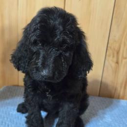 Samson - Black male Irish Doodle puppy in Bonifay, Florida from Heavenly Poodles