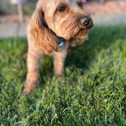 Lily - Goldendoodle