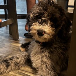 Wren - Bernedoodle