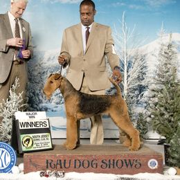 Marley - Airedale Terrier