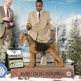 Marley - Airedale Terrier
