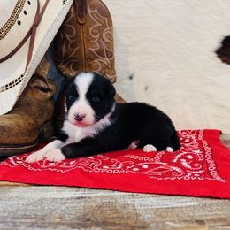 'Judy' - Black tri-color female Australian Shepherd puppy in Durand, Wisconsin from Larson’s Legacy Aussome Aussie Kennels
