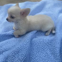Cane Corso and Chihuahua Puppies from Casadelopez Tails