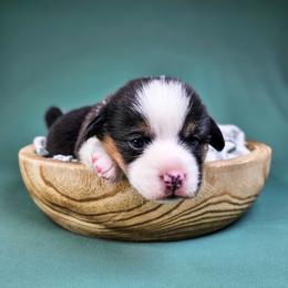 Poppy - Black and tan female American Corgi puppy in Taylorsville, North Carolina from America's Red White and Bluie Corgis