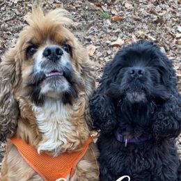 Cocker Spaniels from AK Another Shot Kennel