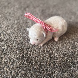 Girl 3 - Cream female Double Doodle puppy in Junction, Utah from Sugar Doodles