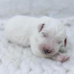 Hank - Green Collar - White male Great Pyrenees puppy in San Marcos, California from Faith Family Freedom Farm