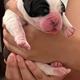 Saint Bernard Puppies from Tiffeny’s pups