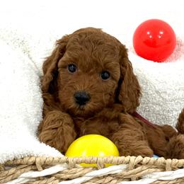 Burgundy collar - Red  female Goldendoodle puppy in Monrovia, California from Fancy Paws Inc