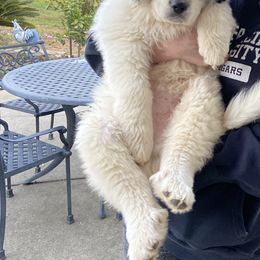 Great Pyrenees Puppies from Sugar Pine Pyrenees