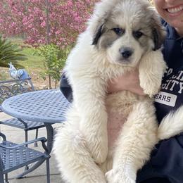 Great Pyrenees Puppies from Sugar Pine Pyrenees
