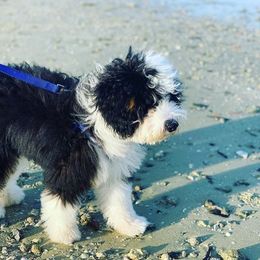 Bernedoodle All Grown Up from Golden Coast Bernedoodles