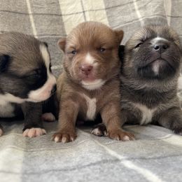 Pomsky Puppies from Aunt Bea’s Puppies