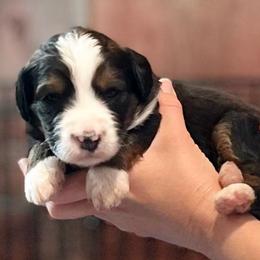 America - Sable female Bernedoodle puppy in Kansas City, Missouri from Beary GoldenDoodles