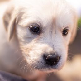 Golden Retriever Puppies from Big Rock Goldens