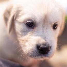 Golden Retriever Puppies from Big Rock Goldens