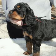 Gordon Setters from Osage Ridge