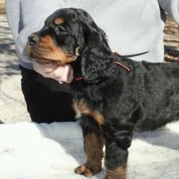 Gordon Setters from Osage Ridge