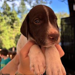 Dill - black collar - Liver and white male German Shorthaired Pointer puppy in Mokelumne Hill, California from Underhill GSP