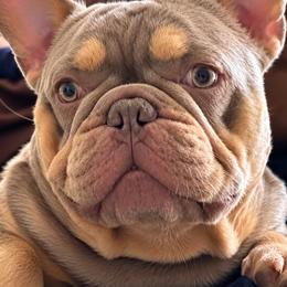 Simba - French Bulldog