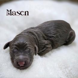 Masen - Chocolate male Double Doodle puppy in Cleveland, Tennessee from Edgewater Doodles & Designer Pups