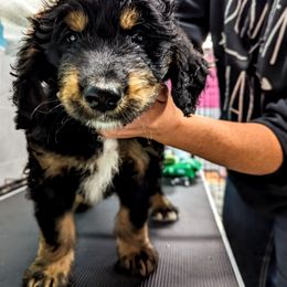 Bernedoodle Puppies from Rafter 58 Bernedoodles