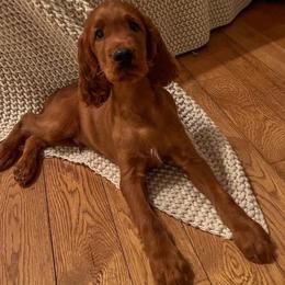 Irish Setter Puppies from Sunset Acres Setters