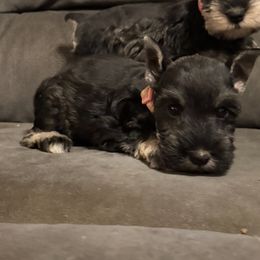 Della - Black and silver female Miniature Schnauzer puppy in Atoka, Oklahoma from Boggy Depot Cavaliers & Friends