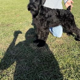 Sadie - Black female Giant Schnauzer puppy in Bois D’arc, Missouri from Down Low Kennels
