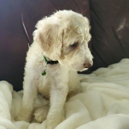Aussiedoodle Puppies from Coastal Carolina Doodles