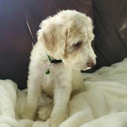 Aussiedoodle Puppies from Coastal Carolina Doodles