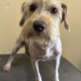 Penny - Miniature Schnauzer