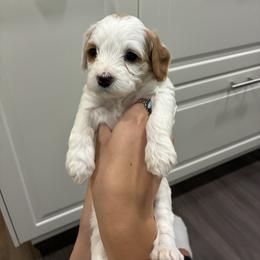 Girl 3 - female Cavapoo puppy in Highland, Utah from Angel Pups Deluxe