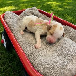 Sage - Parti female Goldendoodle puppy in Boise, Idaho from Goldendoodle Baby